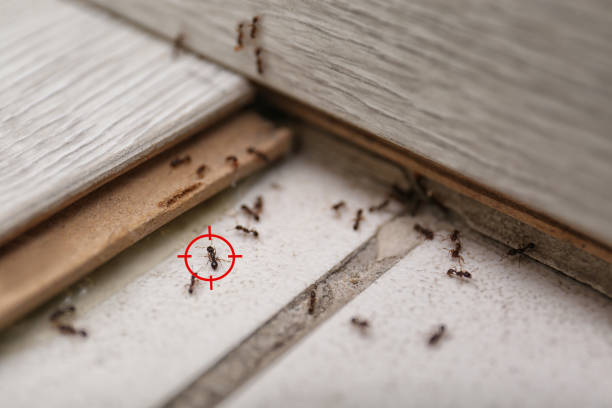 Pest Prevention Services in Kensington, MD